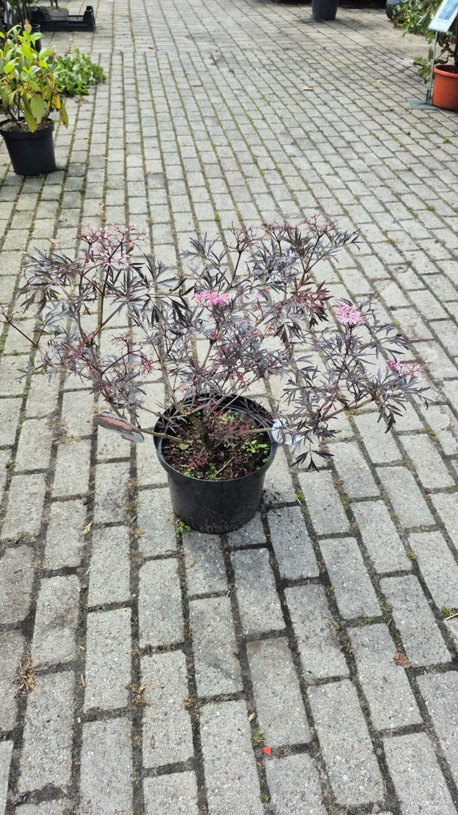 Sambucus Black Lace - Sierlijke Vlier met Donker Paars Blad, Ophalen, Overige soorten, Volle zon