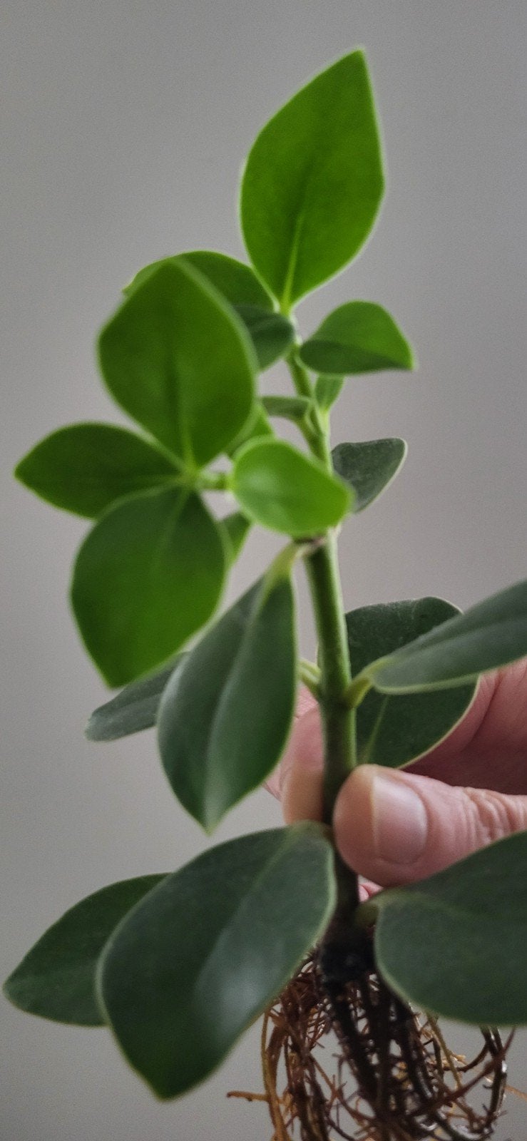 Clusia plantje - ongeveer 15 cm hoog, Groene kamerplant, Ophalen, Minder dan 100 cm