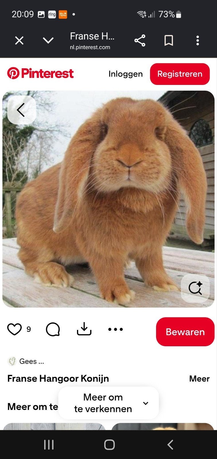 franse hangoor gezocht  groningen / drenthe, Meerdere dieren, Groot, Hangoor