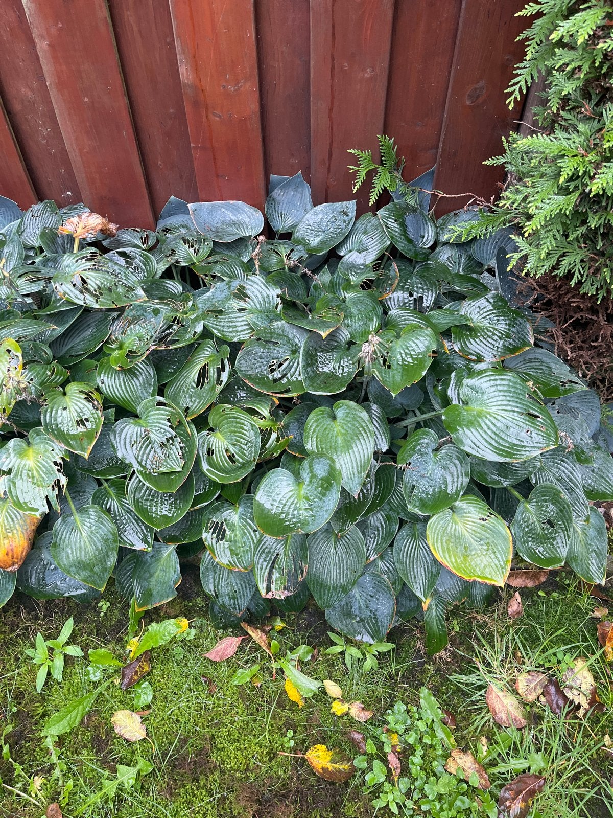 Meerdere planten - Hosta's, Vaste plant, Halfschaduw, Zomer, Ophalen