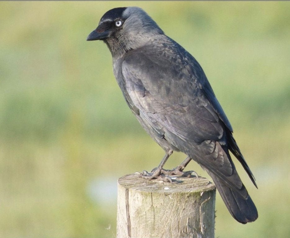 Gezocht: jonge tamme kauw, Dieren en Toebehoren, Vogels | Overige Vogels, Geringd