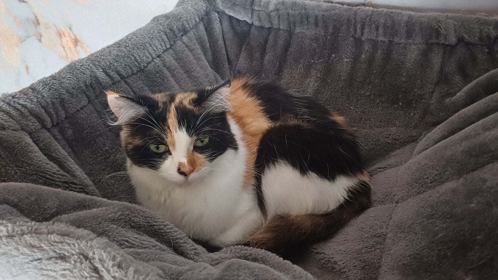 Gouden huis gezocht, Dieren en Toebehoren, Meerdere dieren, Langharig, 3 tot 5 jaar