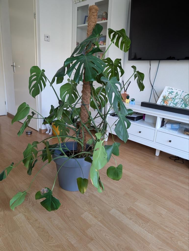 Monstra inclusief pot en kokospaal, Ophalen, 100 tot 150 cm, Overige soorten, Halfschaduw