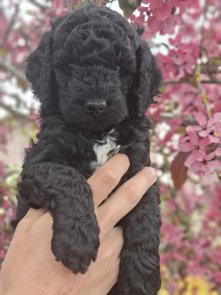 Laatste 2 labradoodle puppy’s beschikbaar, Overige rassen, 8 tot 15 weken, Parvo, Meerdere