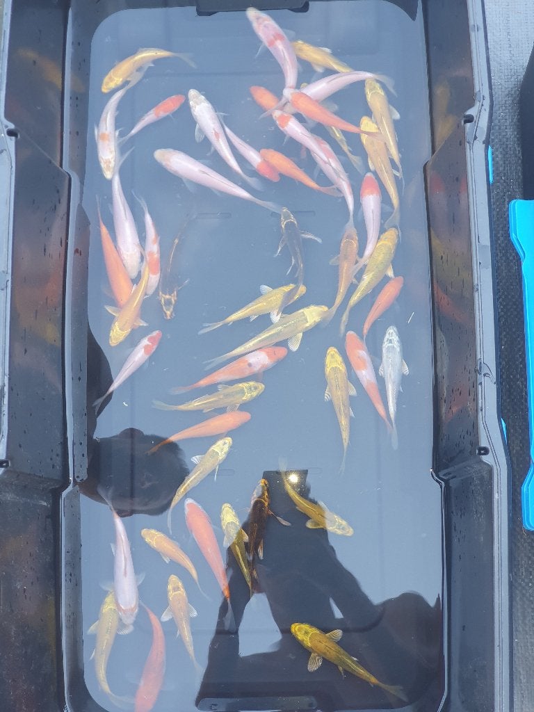 KOI TE KOOP – 400 STUKS (6–15CM) 6-10€ PER STUK, Karper of Koi