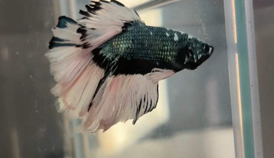 Betta man, Dieren en Toebehoren, Vissen | Aquariumvissen, Vis, Zoetwatervis