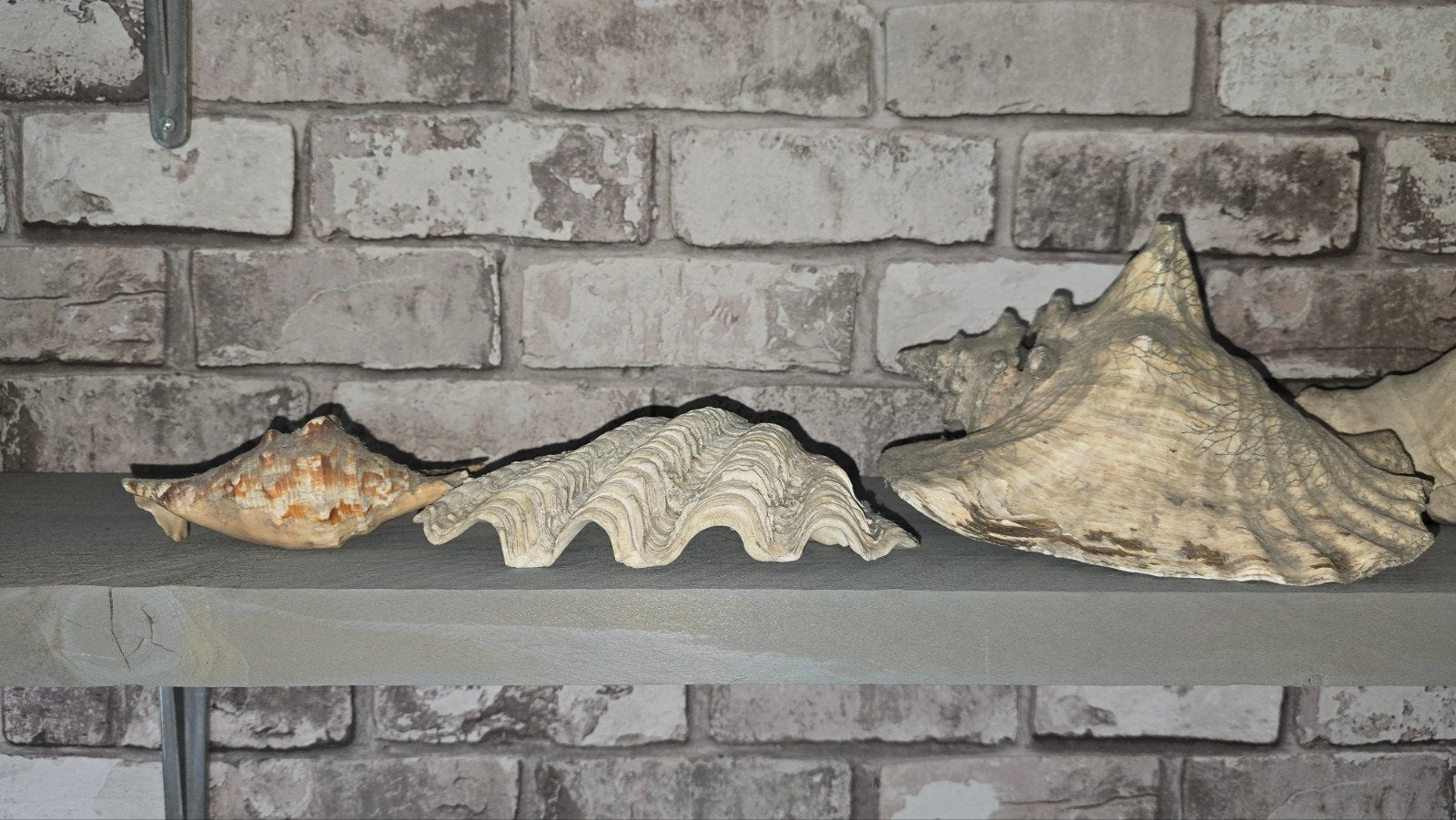 Diverse schelpen decoratie set, Verzamelen, Ophalen, Gebruikt