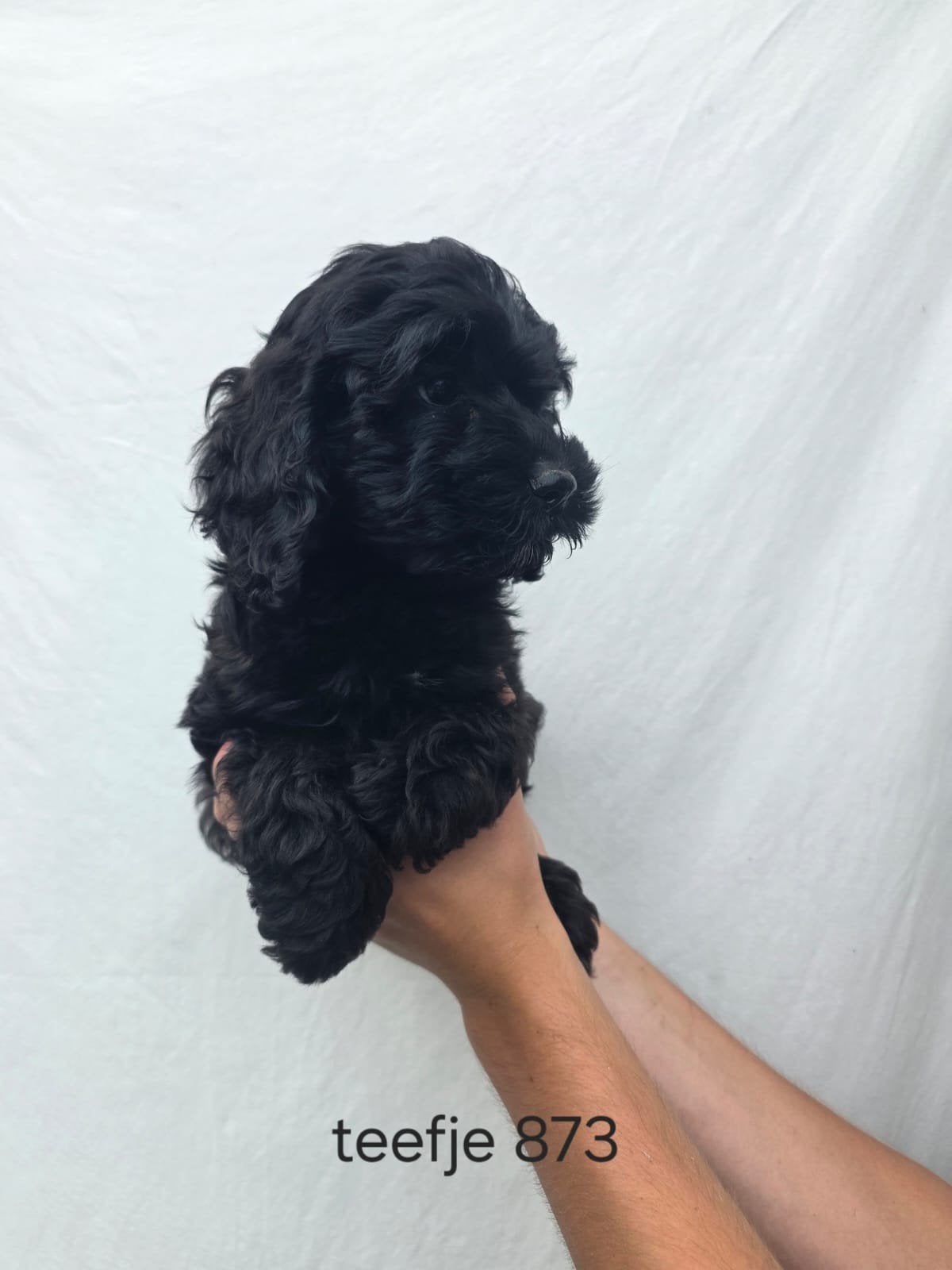 Exclusieve Amerikaanse Cockapoo pups, Dieren en Toebehoren, Honden | Retrievers, Spaniëls en Waterhonden, Parvo, Overige rassen