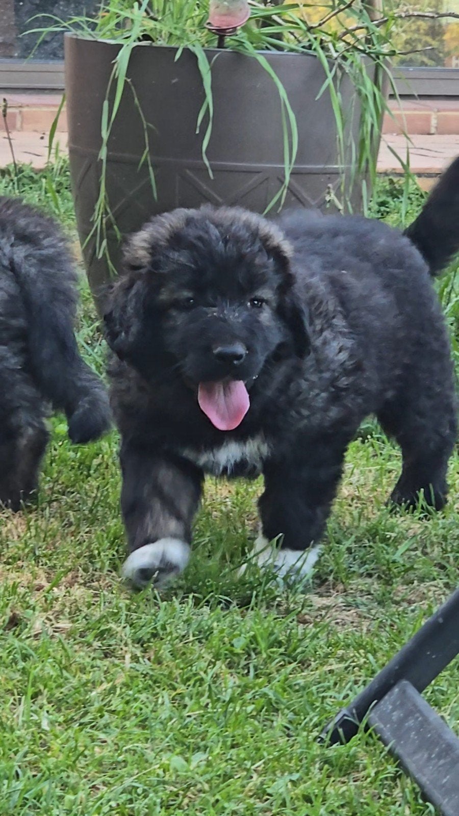 Caucasian Ovcharka pups, Overige rassen, 8 tot 15 weken, Parvo, Meerdere