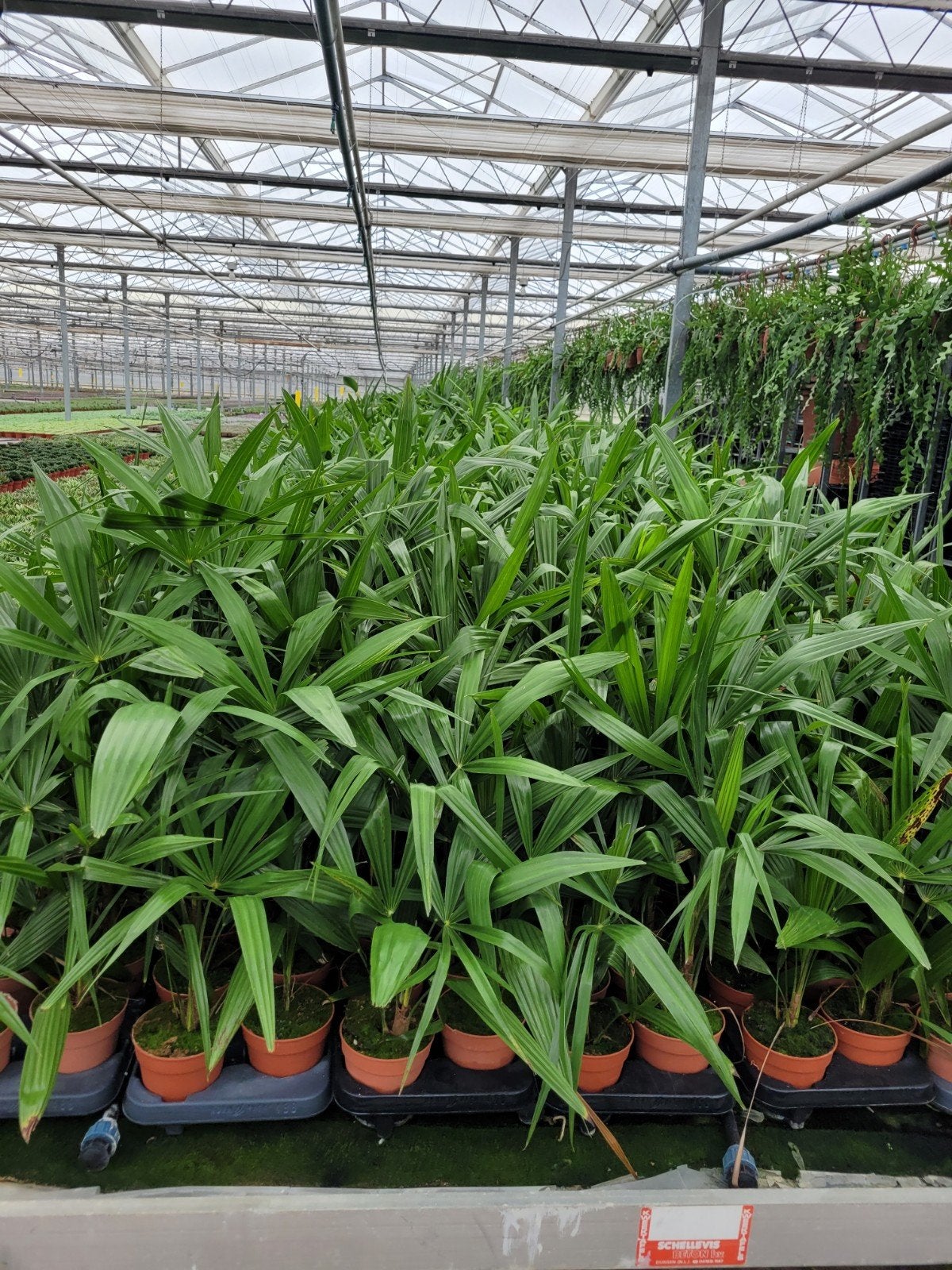 trachycarpus fortunei, Ophalen, Overige soorten, Volle zon