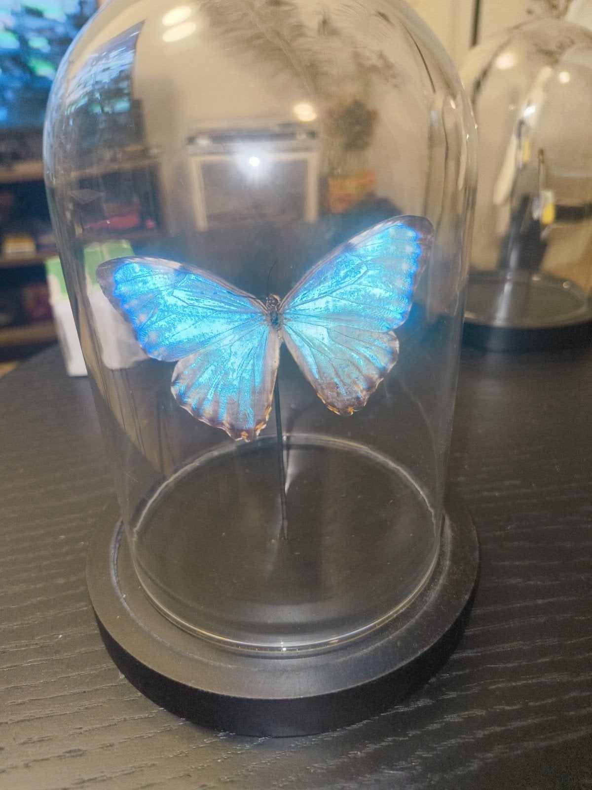 Opgezette vlinder in glazen stolp - Morpho Portis, Verzamelen, Ophalen of Verzenden, Zo goed als nieuw, Insect, Opgezet dier