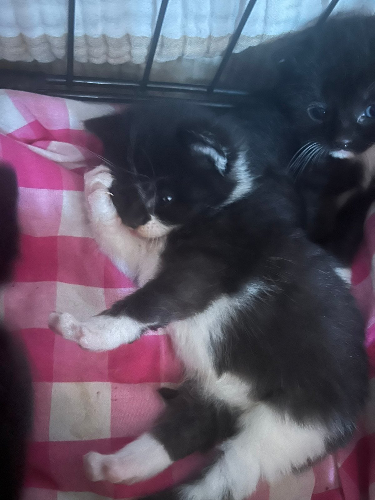 Kittens, Dieren en Toebehoren, Katten en Kittens | Overige Katten, Meerdere dieren