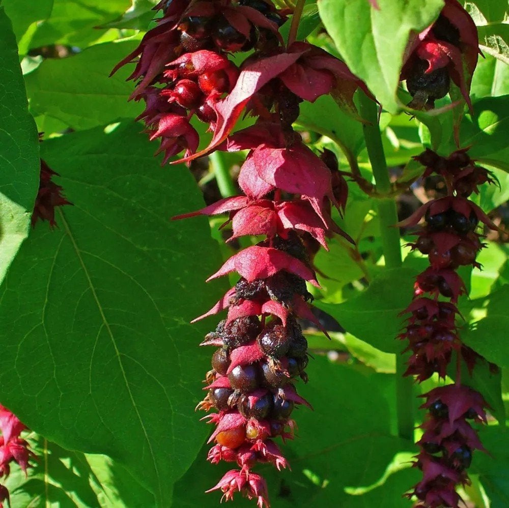 Leycesteria formosa / fazantenbes te koop 
Fazantenbes, Ophalen, Overige soorten, Struik