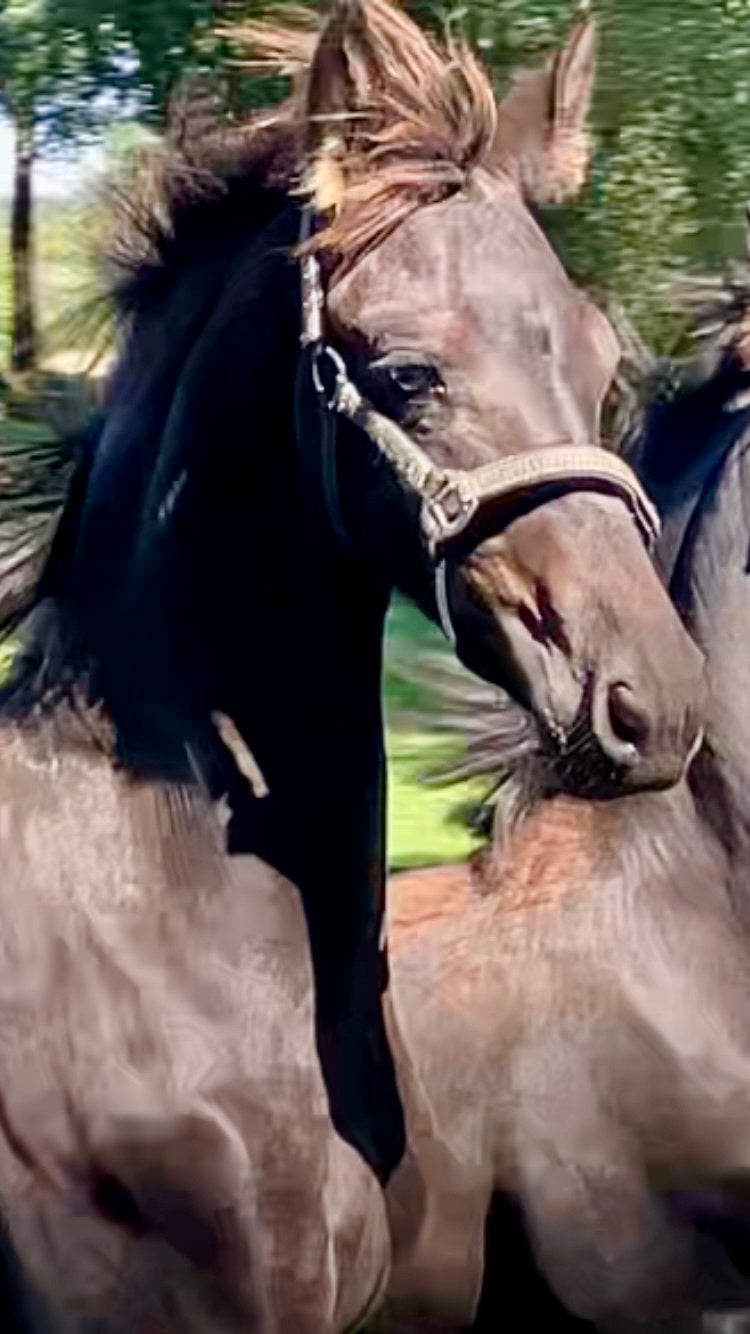 Fries hengst veulen Markus x Tsjalke, Dieren en Toebehoren, Paarden, Met stamboom, Niet van toepassing, Dressuurpaard, 0 tot 2 jaar