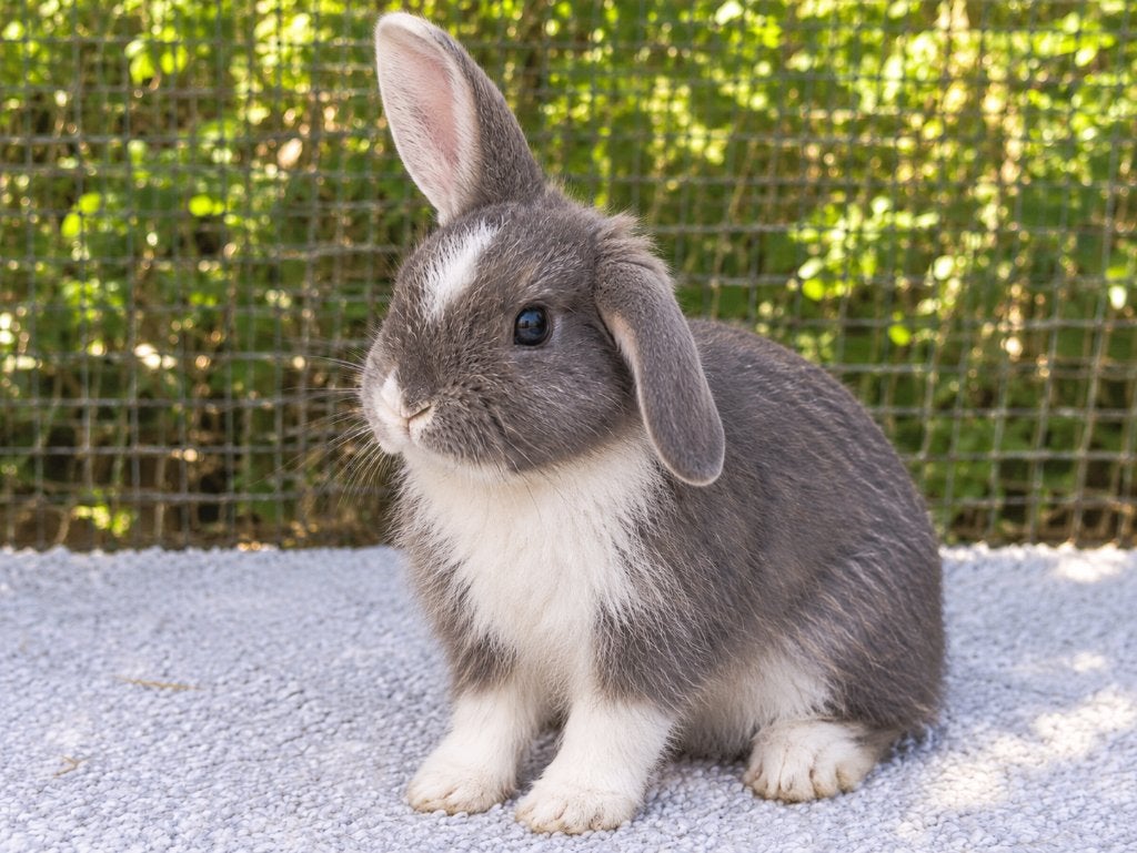Duitse reus baby konijnen, Dieren en Toebehoren, Meerdere dieren, Groot, 0 tot 2 jaar