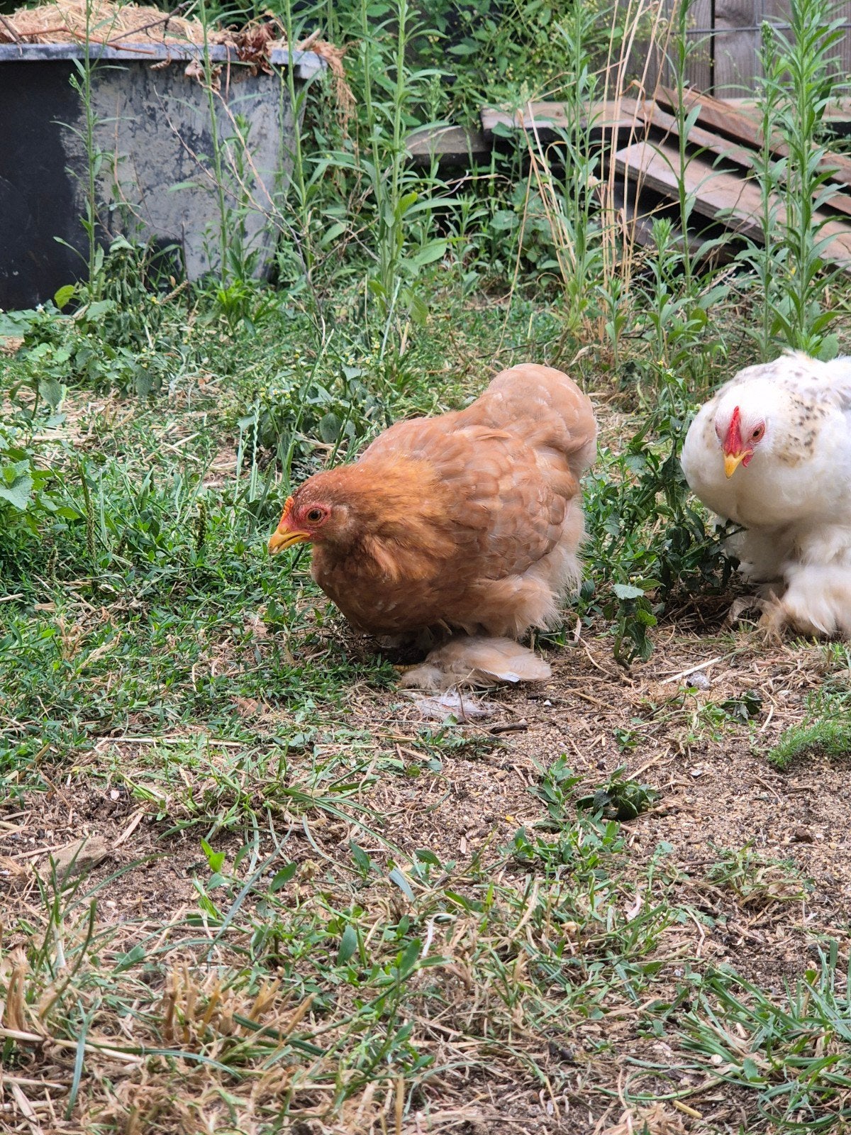cochin kriel kuiken hen, Dieren en Toebehoren, Pluimvee, Vrouwelijk, Kip