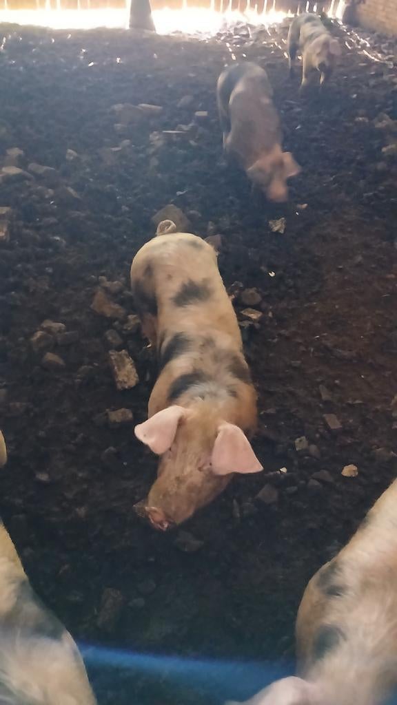 Bonte bentheimer beren te koop, Dieren en Toebehoren, Schaap