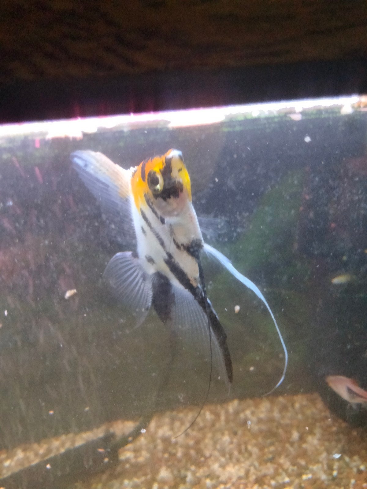 Maanvis ruilen voor aquarium planten, Dieren en Toebehoren, Vissen | Aquariumvissen, Vis