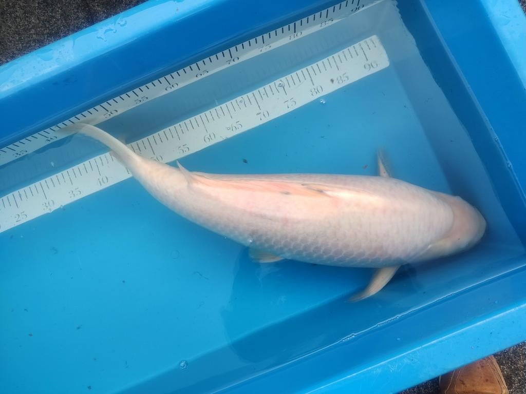 Witte koi, Karper of Koi