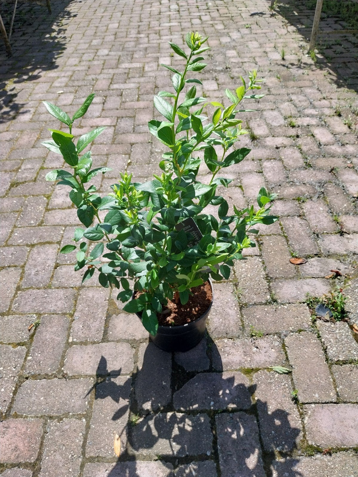 Blauwe bessen struik - Vers fruit uit eigen tuin!, Ophalen, Volle zon, Vaste plant, Fruitplanten