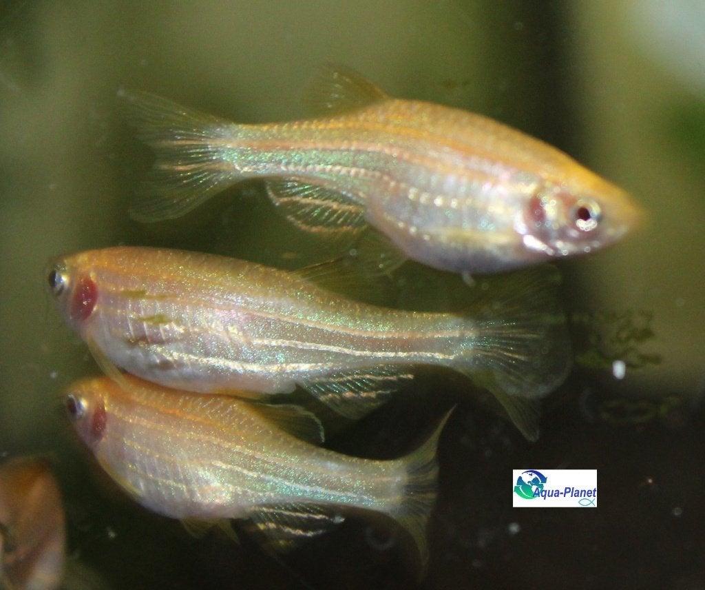 Zebra Danio "Gold", Dieren en Toebehoren, Vissen | Aquariumvissen, Zoetwatervis, Vis, Schoolvis