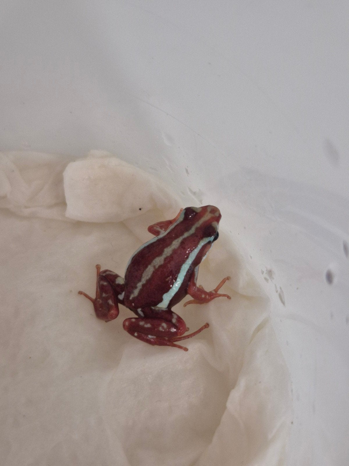 Epipedobates anthonyi tricolor gifkikker mannetje Frog photo 2