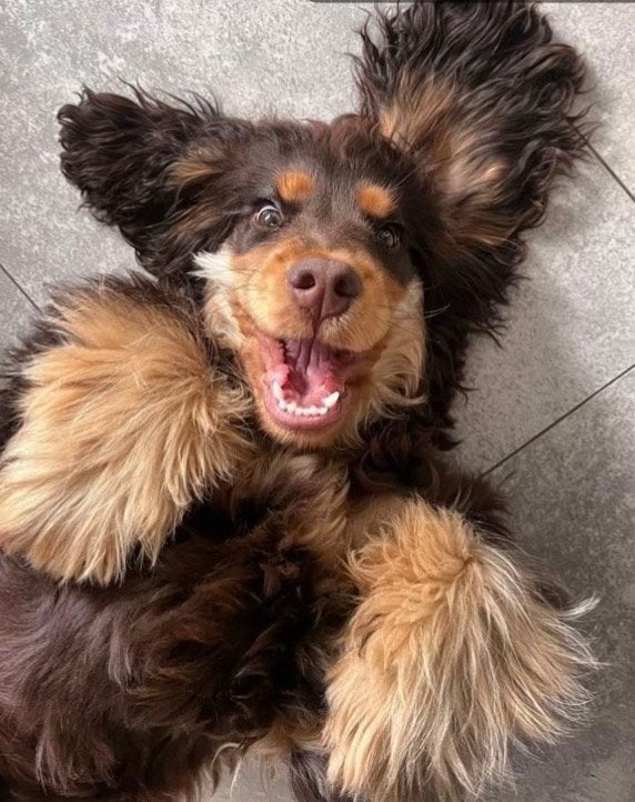 GEZOCHT: Cocker Spaniel teefje - half oktober, 8 tot 15 weken, Teef, Eén hond, Klein