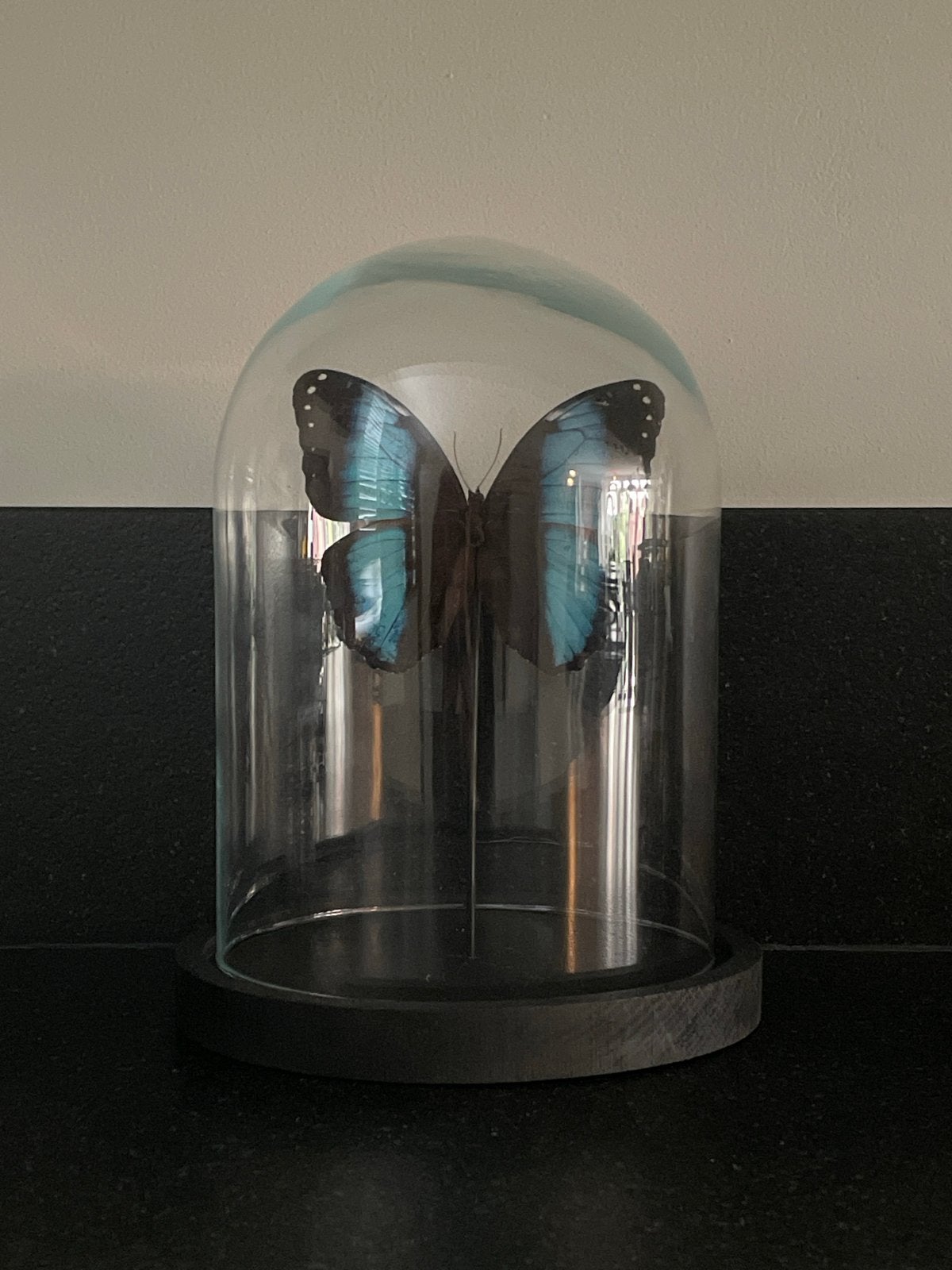 Prachtige Morpho vlinder in glazen stolp, Ophalen of Verzenden, Zo goed als nieuw, Insect, Opgezet dier