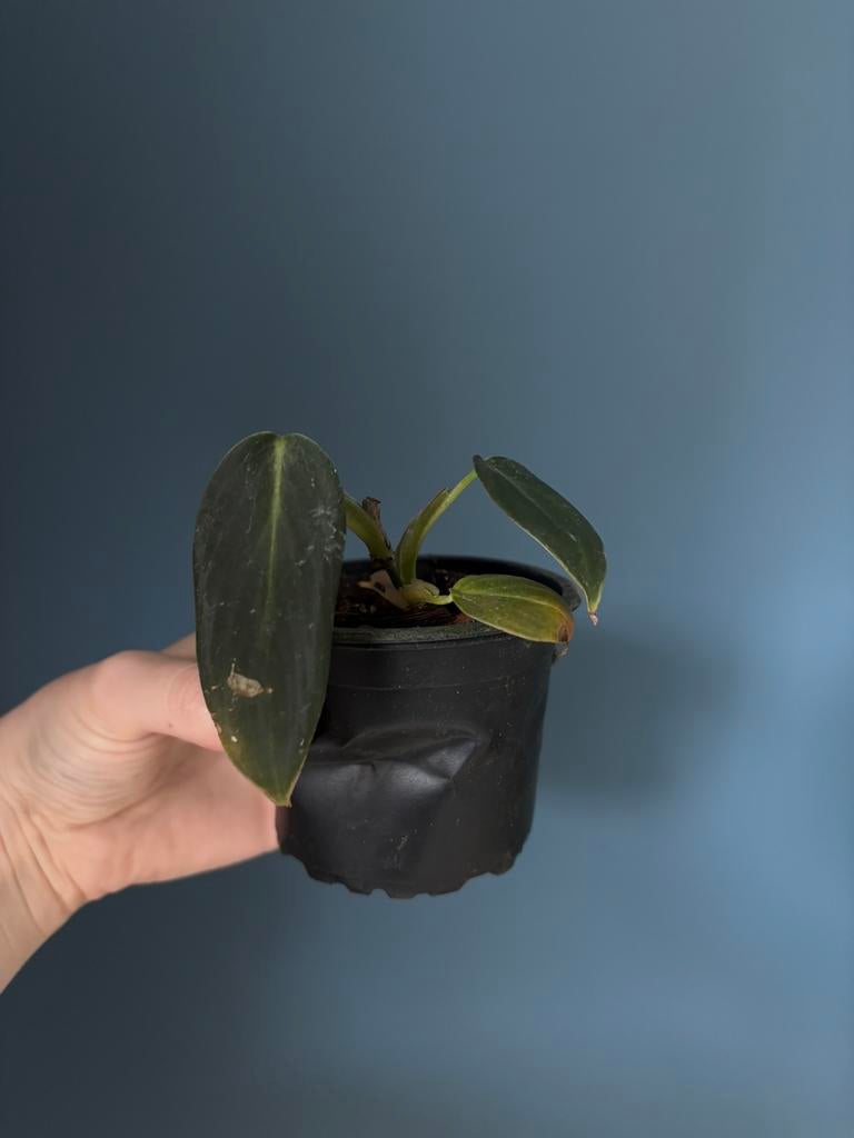 Philodendron Gigas [S], Huis en Inrichting, Kamerplanten, Ophalen of Verzenden, Halfschaduw, Minder dan 100 cm