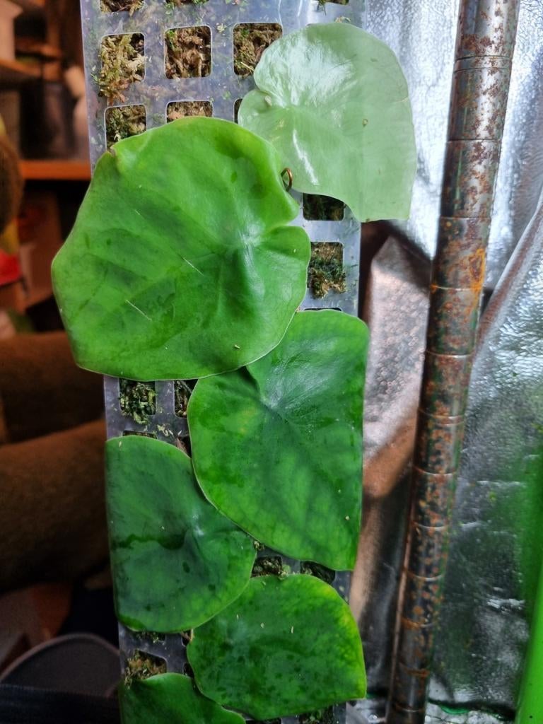 rhaphidophora hayi stek, Ophalen of Verzenden, Halfschaduw, Minder dan 100 cm