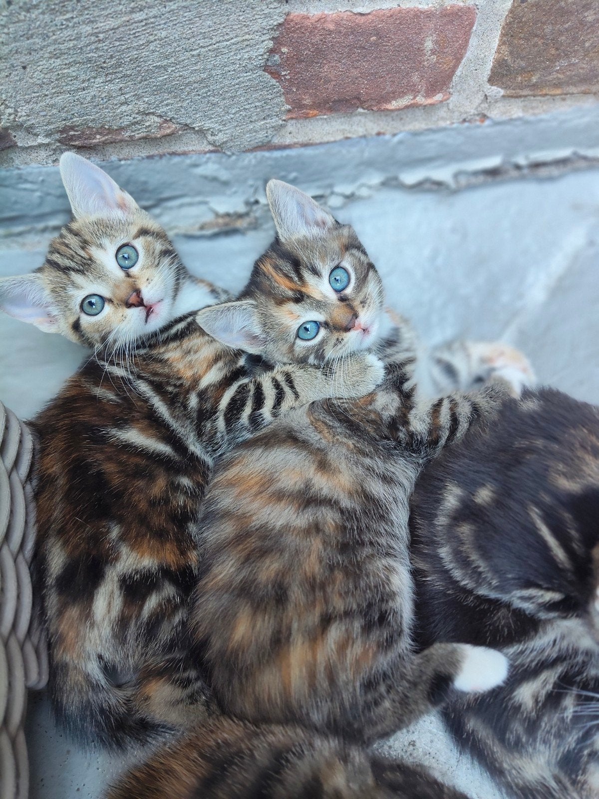 Nog 1 mooi poesje beschikbaar!, Dieren en Toebehoren, Katten en Kittens | Overige Katten, Meerdere dieren