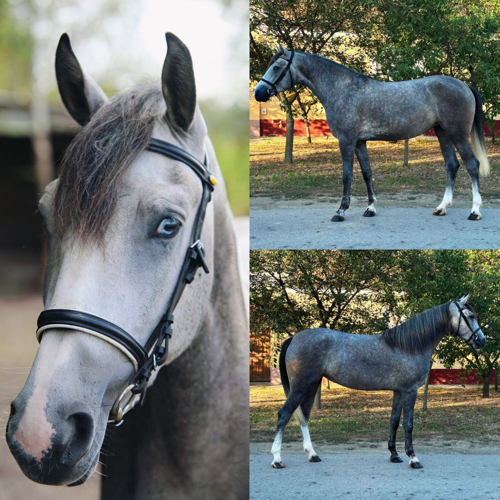 🐎4 jarige D-pony Schimmel📏1,47 leergierig&werkwillig ☘️🐴, Dieren en Toebehoren, Pony's, Zadelmak, 3 tot 6 jaar, D pony (1.37m tot 1.48m)