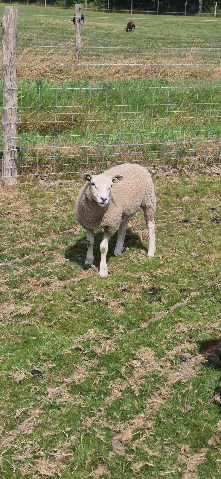 zuivere noord-hollander ramlam, Dieren en Toebehoren, Schapen, Geiten en Varkens, Mannelijk, Schaap