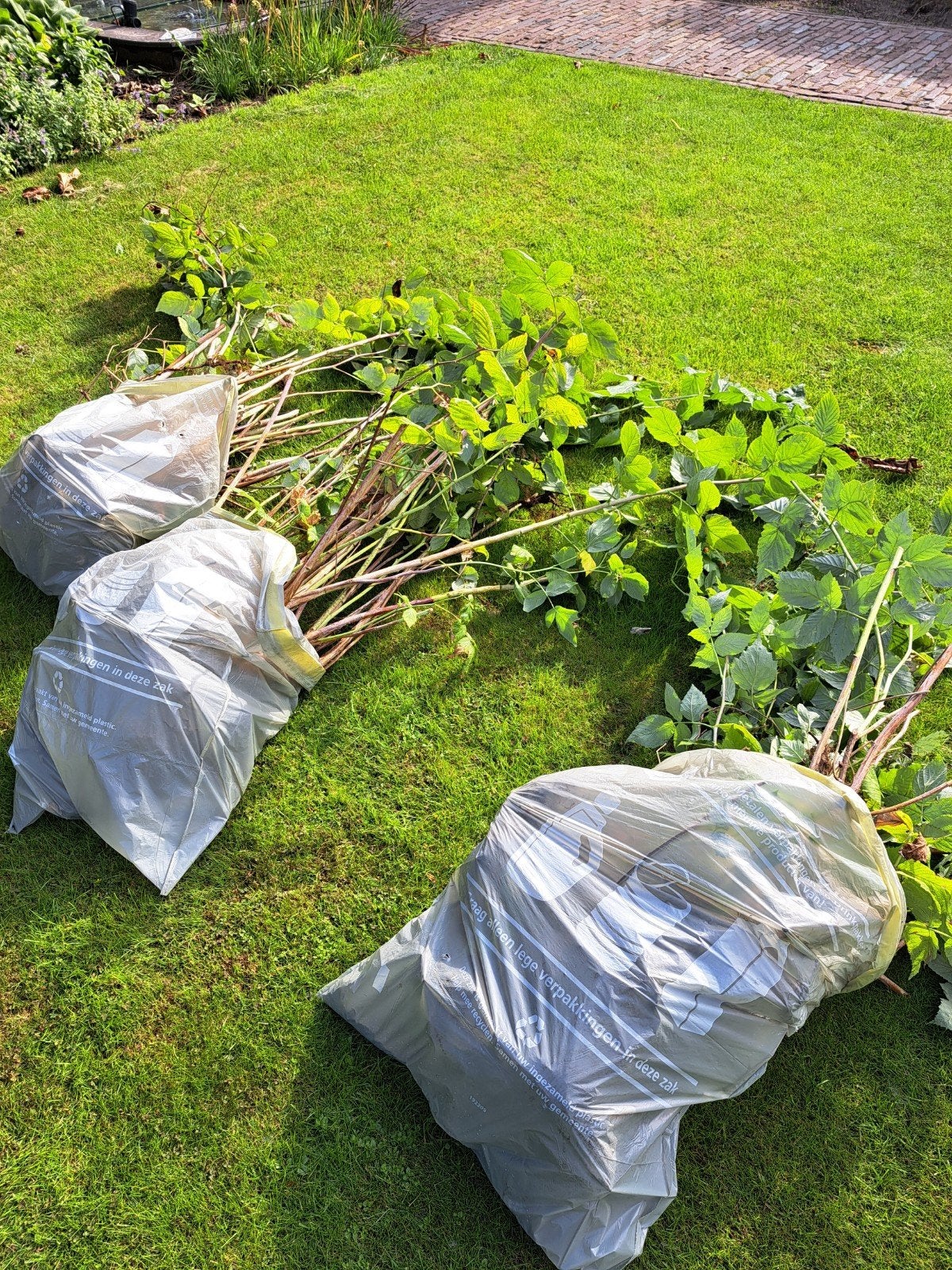 Grote zak biologische frambozenplanten, zomer en herfst, Tuin en Terras, Ophalen, Overige soorten, Struik, Minder dan 100 cm
