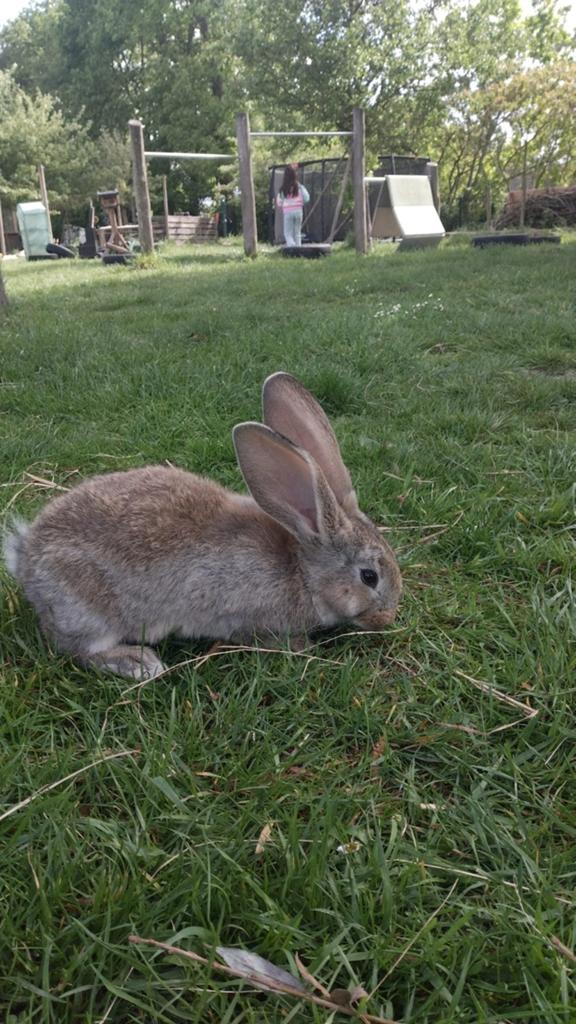 Jonge vlaamse reuzen, Dieren en Toebehoren, Konijnen, Meerdere dieren, Groot