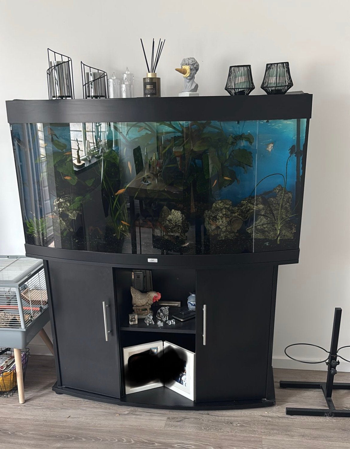 Aquarium Juwel vision 260 compleet, Ophalen, Gebruikt, Inclusief vissen, Gevuld zoetwateraquarium