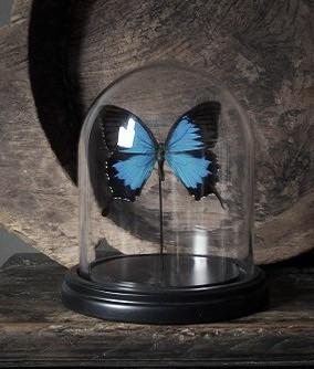 Prachtige echte vlinder in stolp chique naturalia taxidermie, Ophalen of Verzenden, Nieuw, Insect, Opgezet dier
