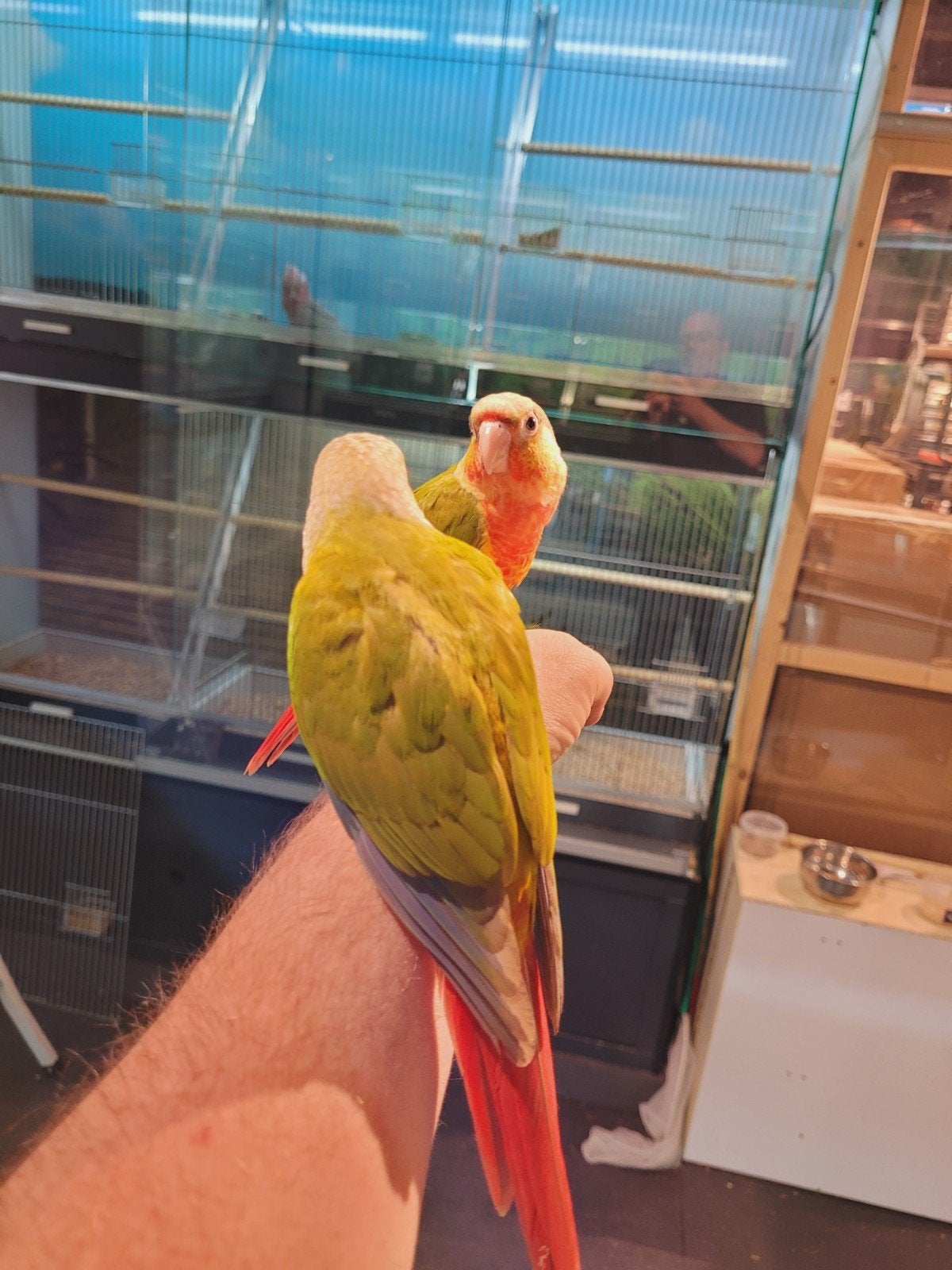 Pyrrhuras super lief en super tam., Meerdere dieren, Parkiet, Tam