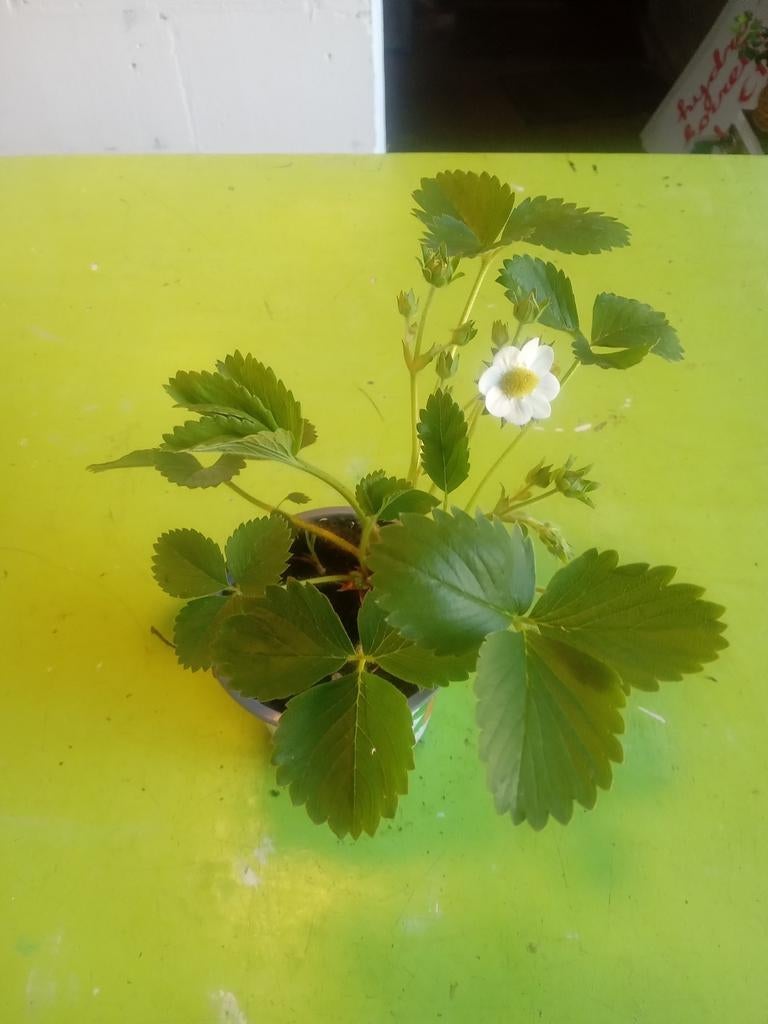 Aardbeienplant - Verse Aardbeien uit Eigen Tuin, Tuin en Terras, Planten | Tuinplanten, Volle zon, Ophalen of Verzenden