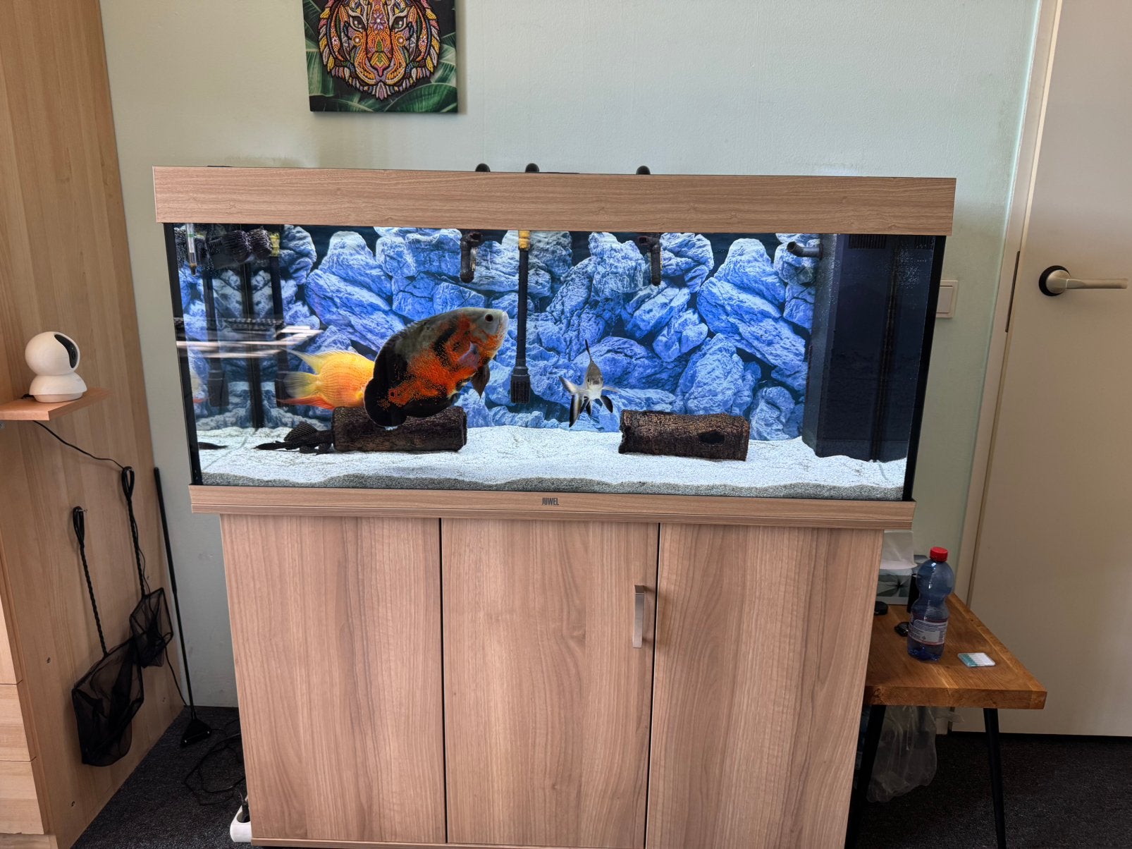 Juwel Rio 240 Led compleet met vissen, Ophalen, Inclusief vissen, Juwel, Gevuld zoetwateraquarium