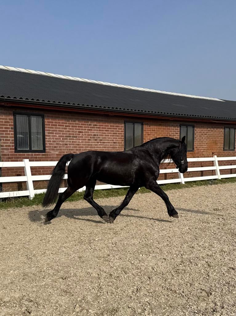 Prachtige 8 jarige Friese merrie, Dieren en Toebehoren, Merrie, Met stamboom, Zadelmak, 7 tot 10 jaar