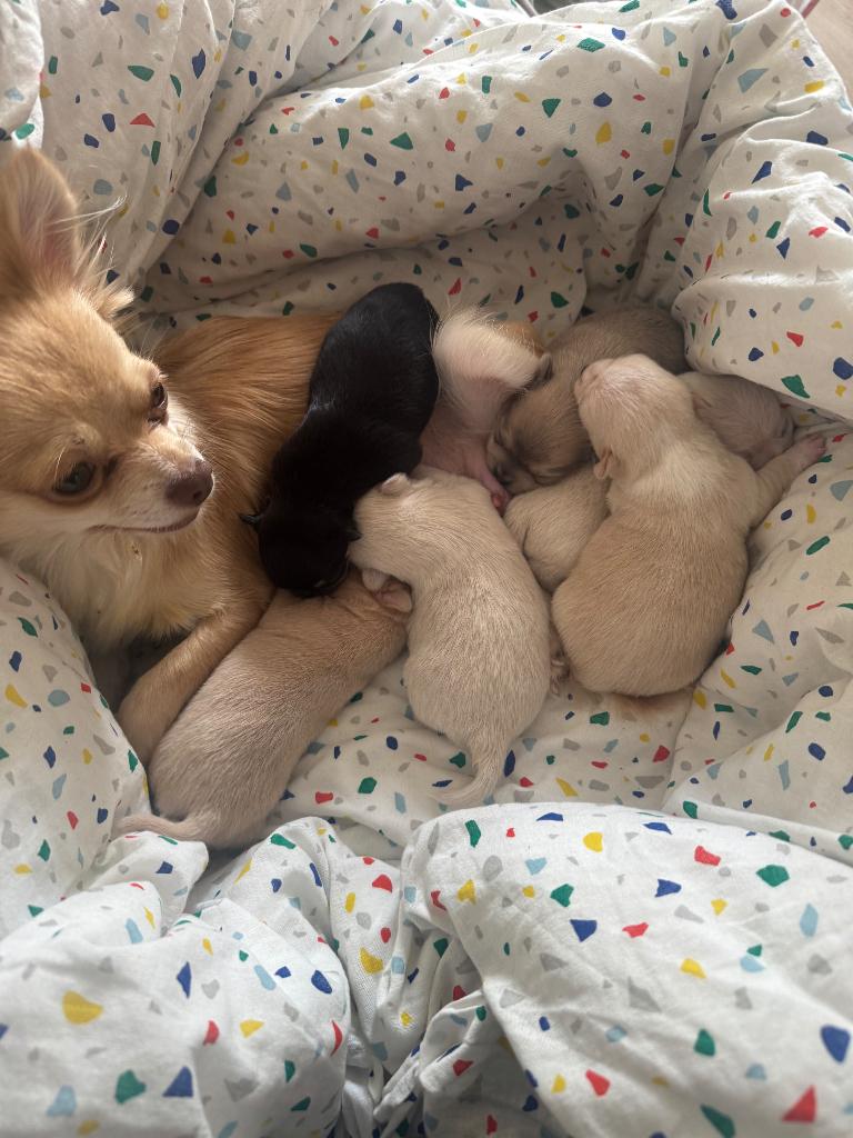 Chihuahua pups, 8 tot 15 weken, Parvo, Meerdere, Meerdere dieren