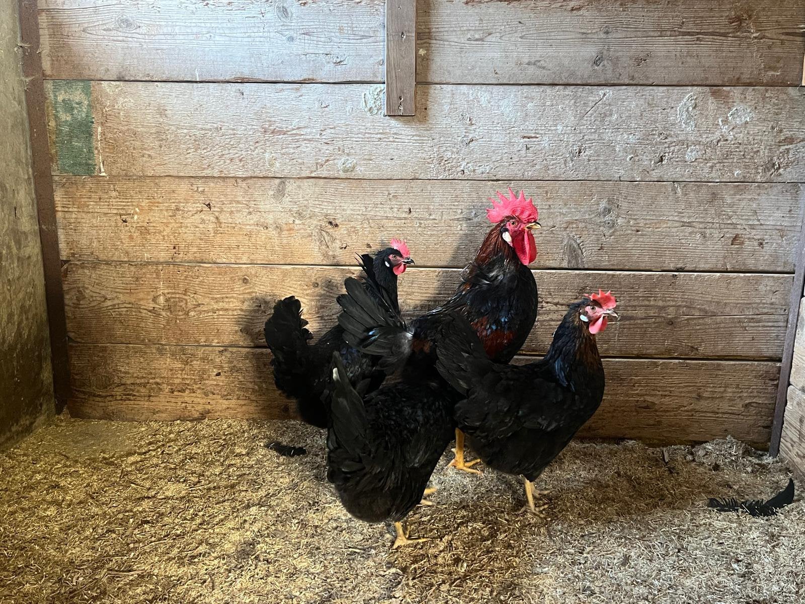 TE KOOP 3 HENNEN MET 1 HAAN, Dieren en Toebehoren, Meerdere dieren, Kip