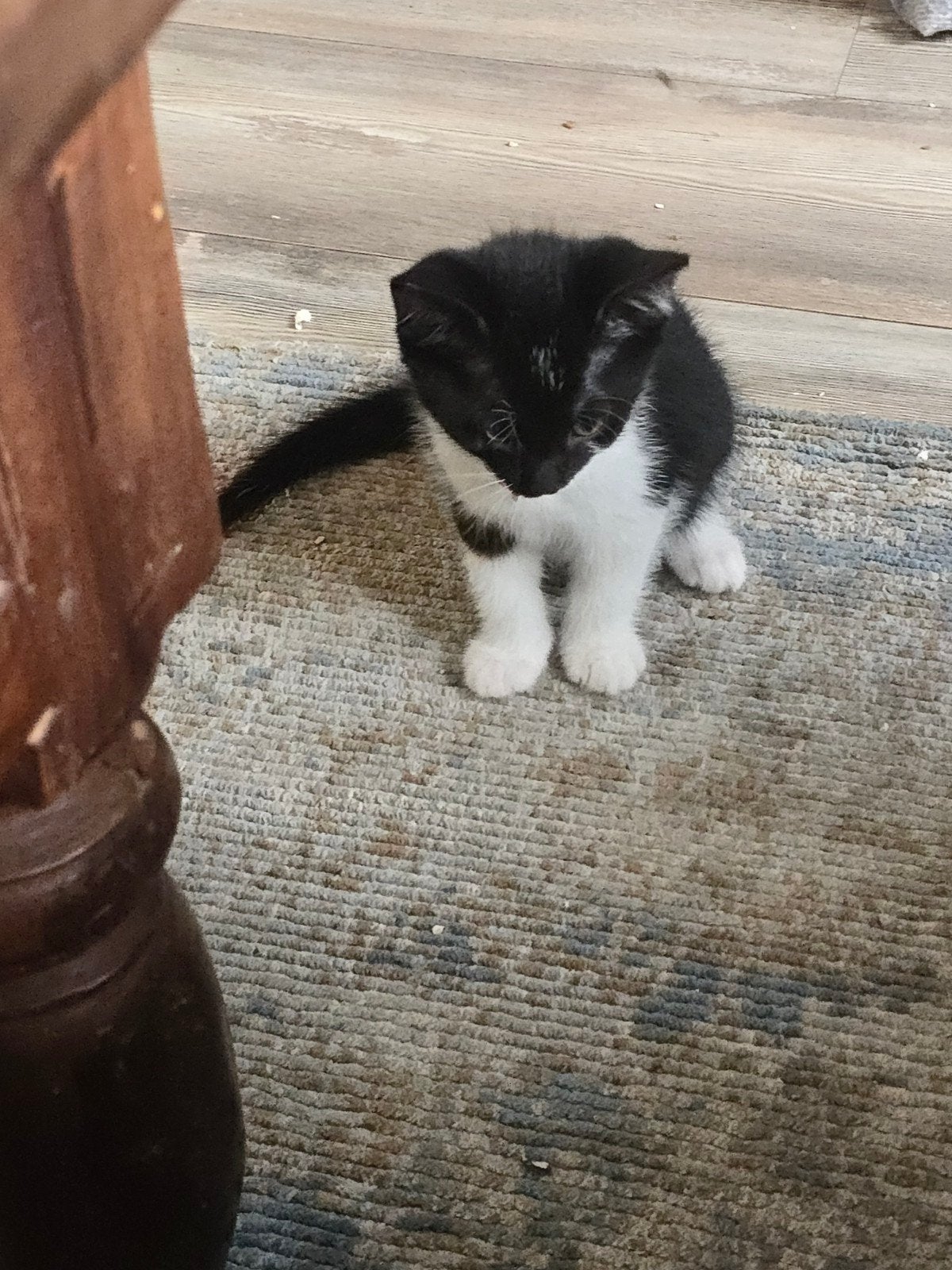 Prachtige kittens. (Nog 1), Meerdere dieren