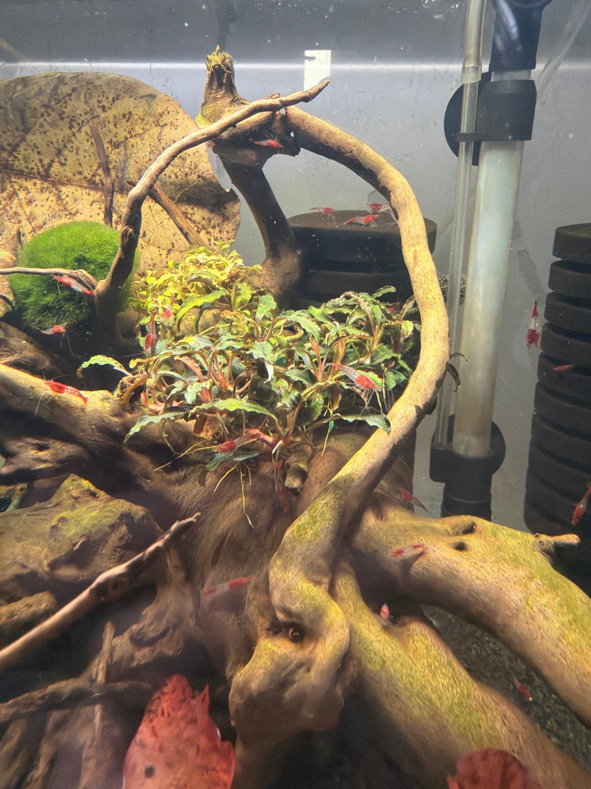 Red rili garnaal, Dieren en Toebehoren, Kreeft, Krab of Garnaal, Zoetwatervis, Schoolvis