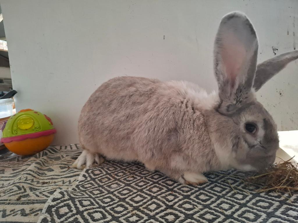 Vlaamse  reus, Dieren en Toebehoren, Konijnen, Mannelijk, Groot