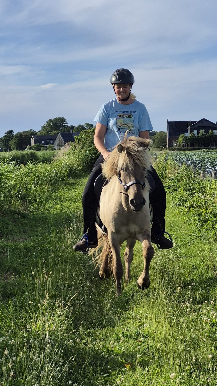 Diverse ponys te koop. Ijslander en kruisingen gangenpaard, Dieren en Toebehoren, Minder dan 160 cm, Met stamboom, 3 tot 6 jaar