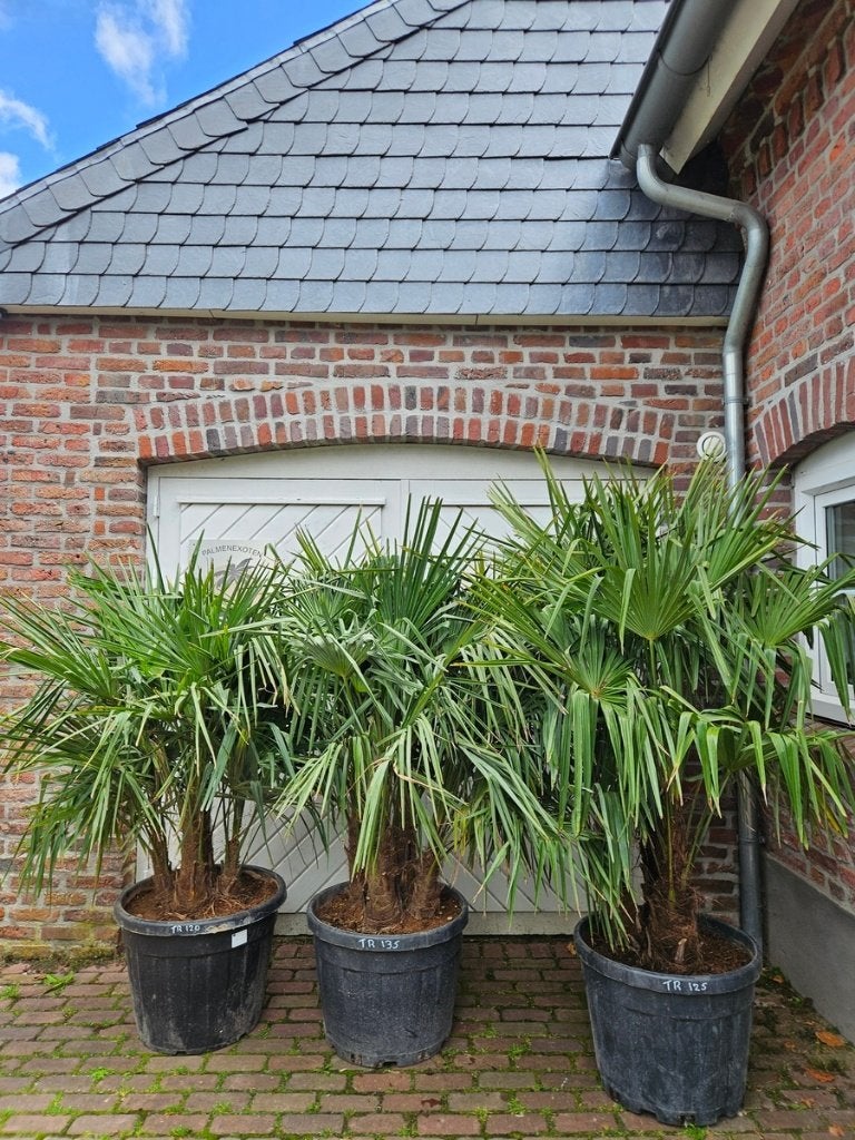 WINTERHARDE TRACHYCARPUS FORTUNEI PALMBOMEN  , Tuin en Terras, In pot, Halfschaduw, Ophalen of Verzenden, 100 tot 250 cm