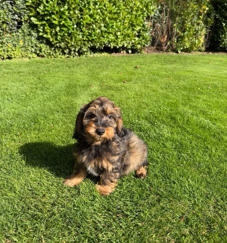 Boomer x Poedel (Boompoo) pups, Poedel, Nederland, CDV (hondenziekte), 8 tot 15 weken