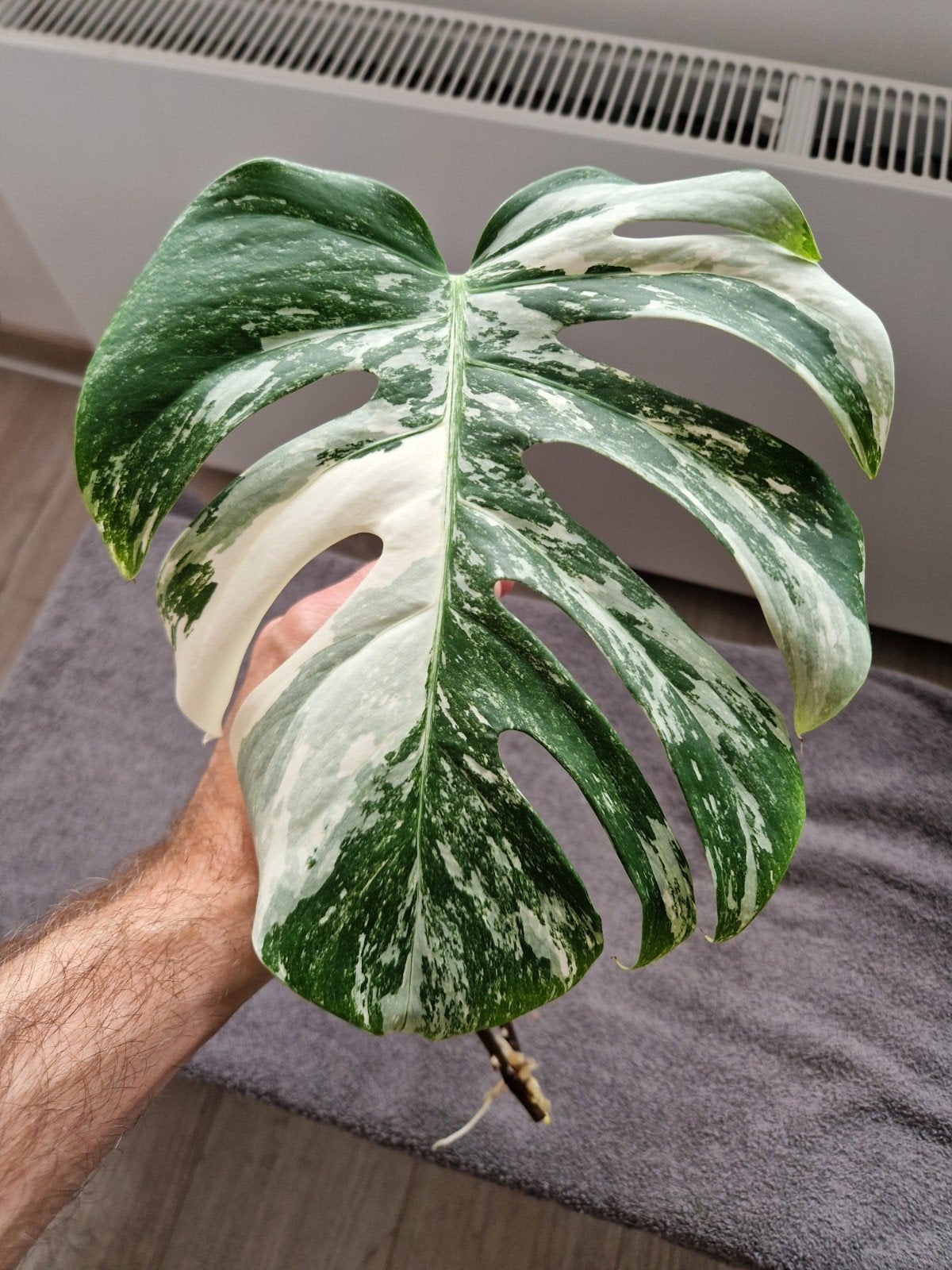 Monstera Deliciosa Albo Variegata stekken kamerplant, Ophalen of Verzenden, Halfschaduw, Minder dan 100 cm